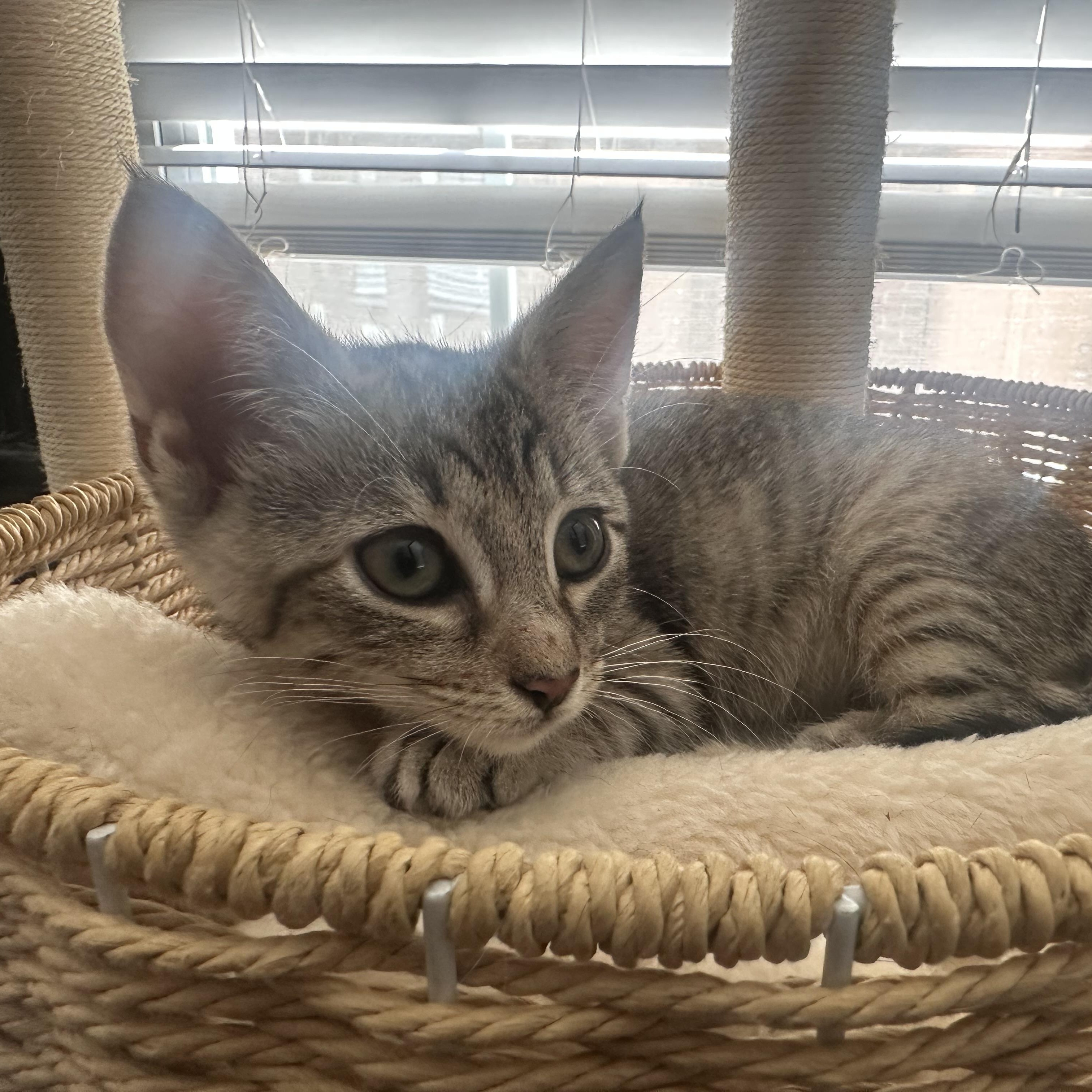 Sophia, adopted, Kitten Female Domestic Short Hair.
