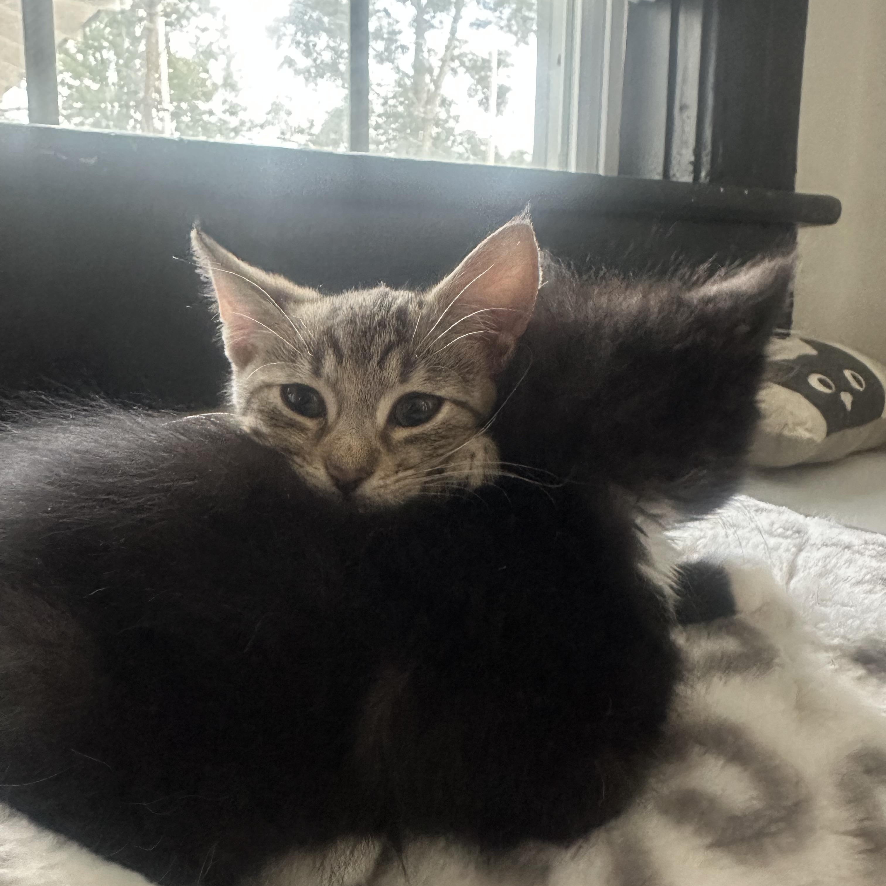 Sophia, an adopted Domestic Short Hair in Easley, SC image 5/6