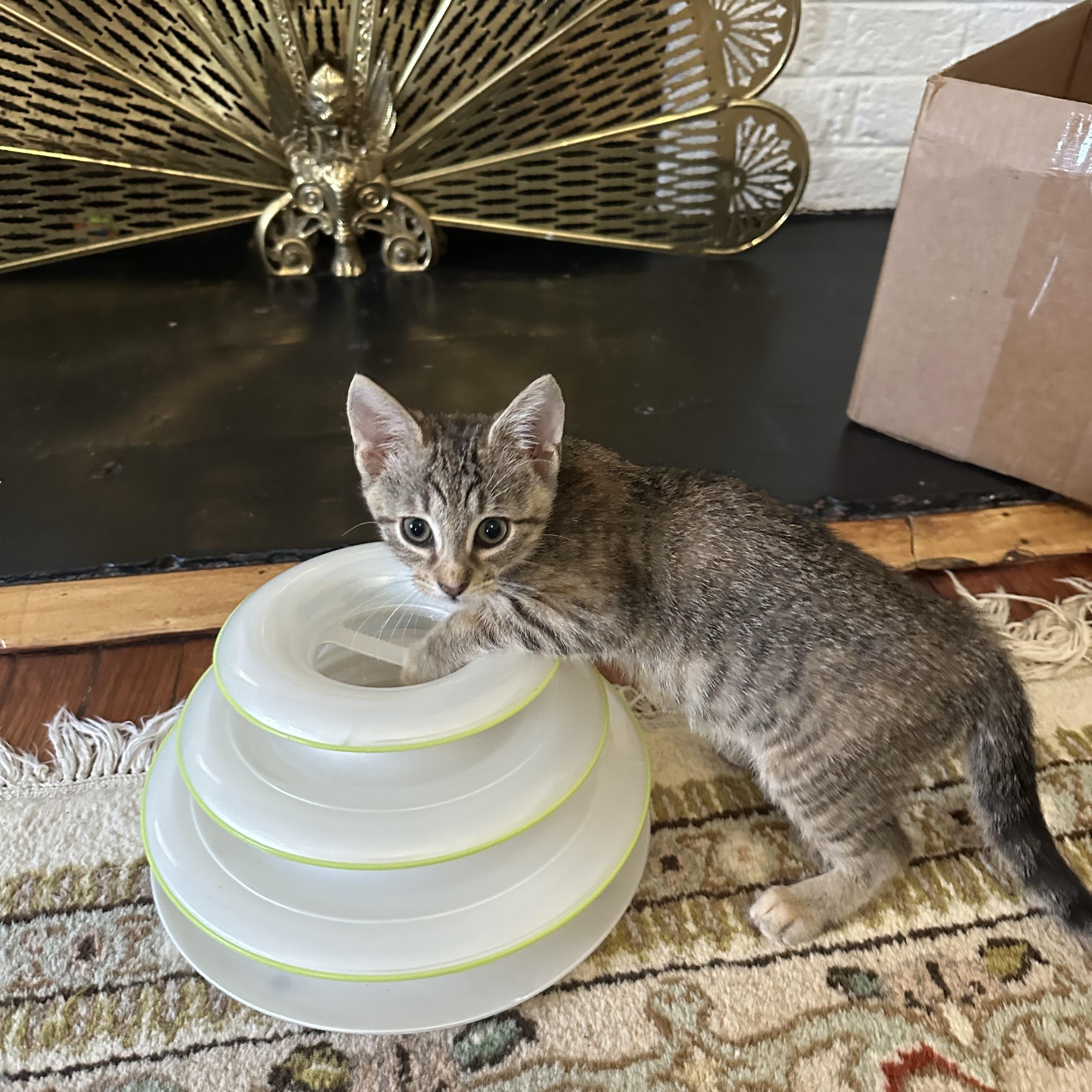 Sophia, an adopted Domestic Short Hair in Easley, SC image 4/6