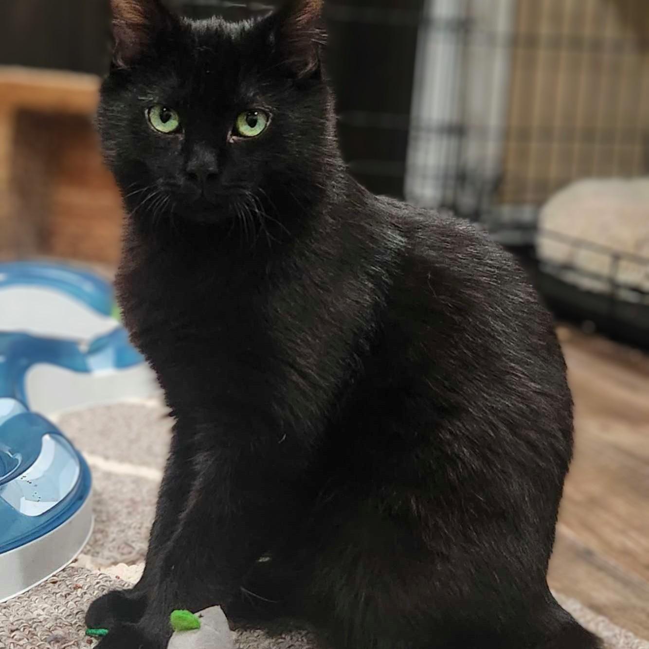 Bluey bonded with June-Bug, Adoptable, Kitten Male Domestic Short Hair.