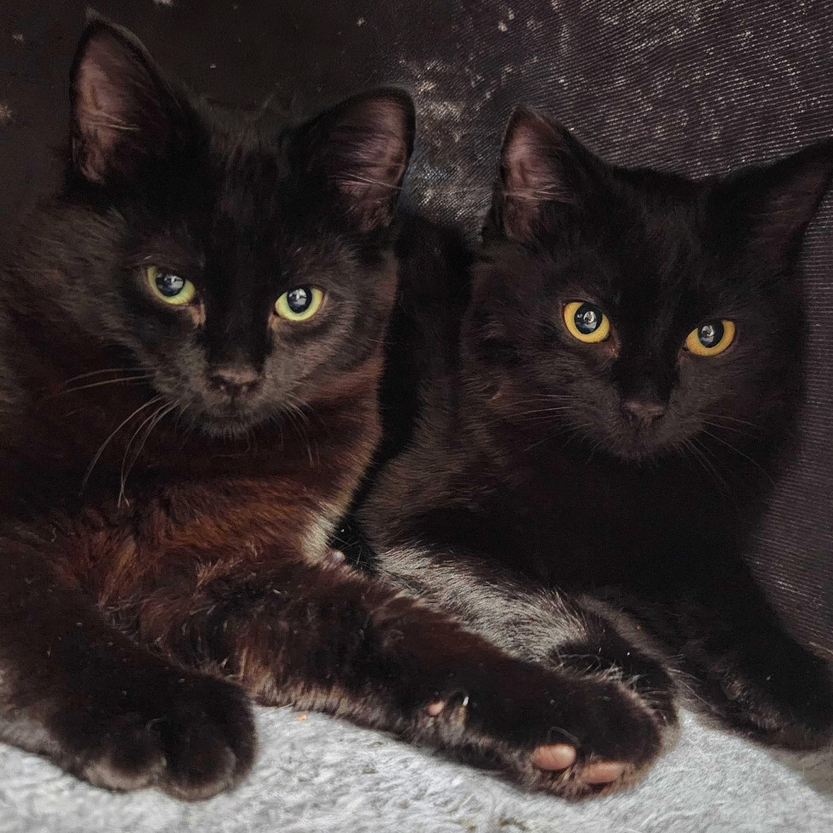 Enlarge Bluey bonded with June-Bug, a Adoptable Domestic Short Hair in Wilsonville, OR image 2/6
