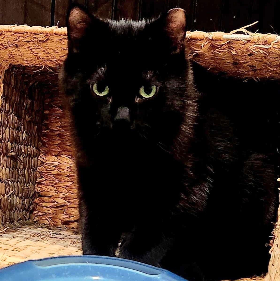 Enlarge Bluey bonded with June-Bug, a Adoptable Domestic Short Hair in Wilsonville, OR image 3/6