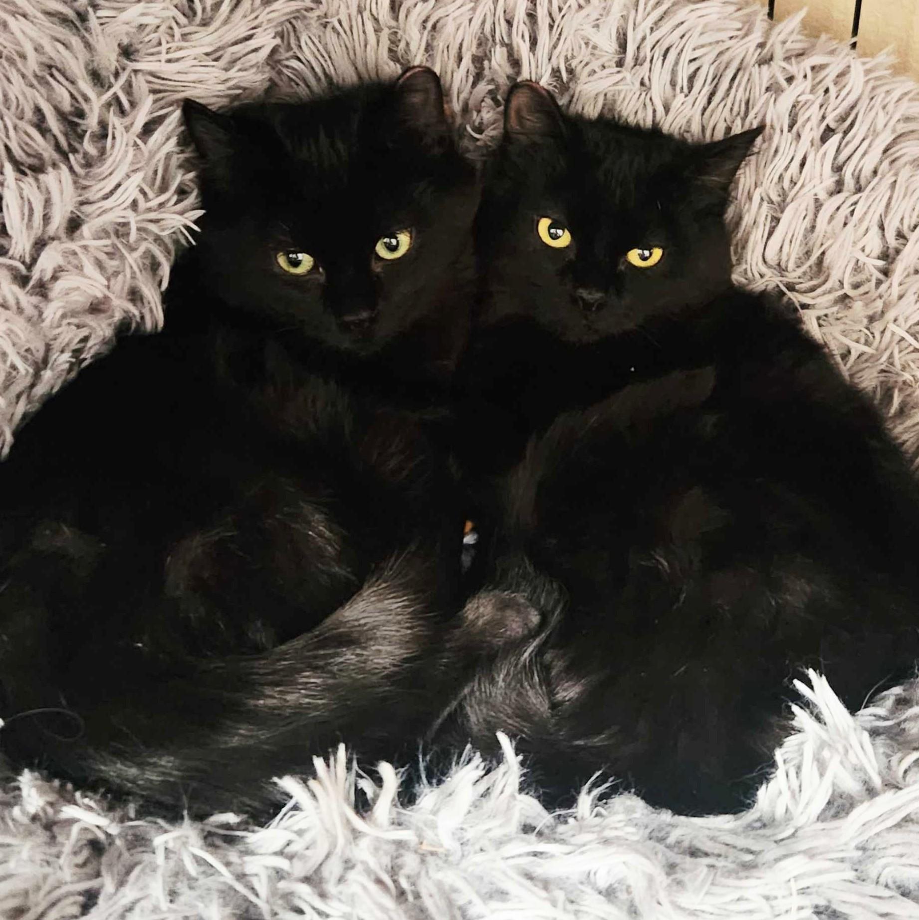 Enlarge Bluey bonded with June-Bug, a Adoptable Domestic Short Hair in Wilsonville, OR image 4/6