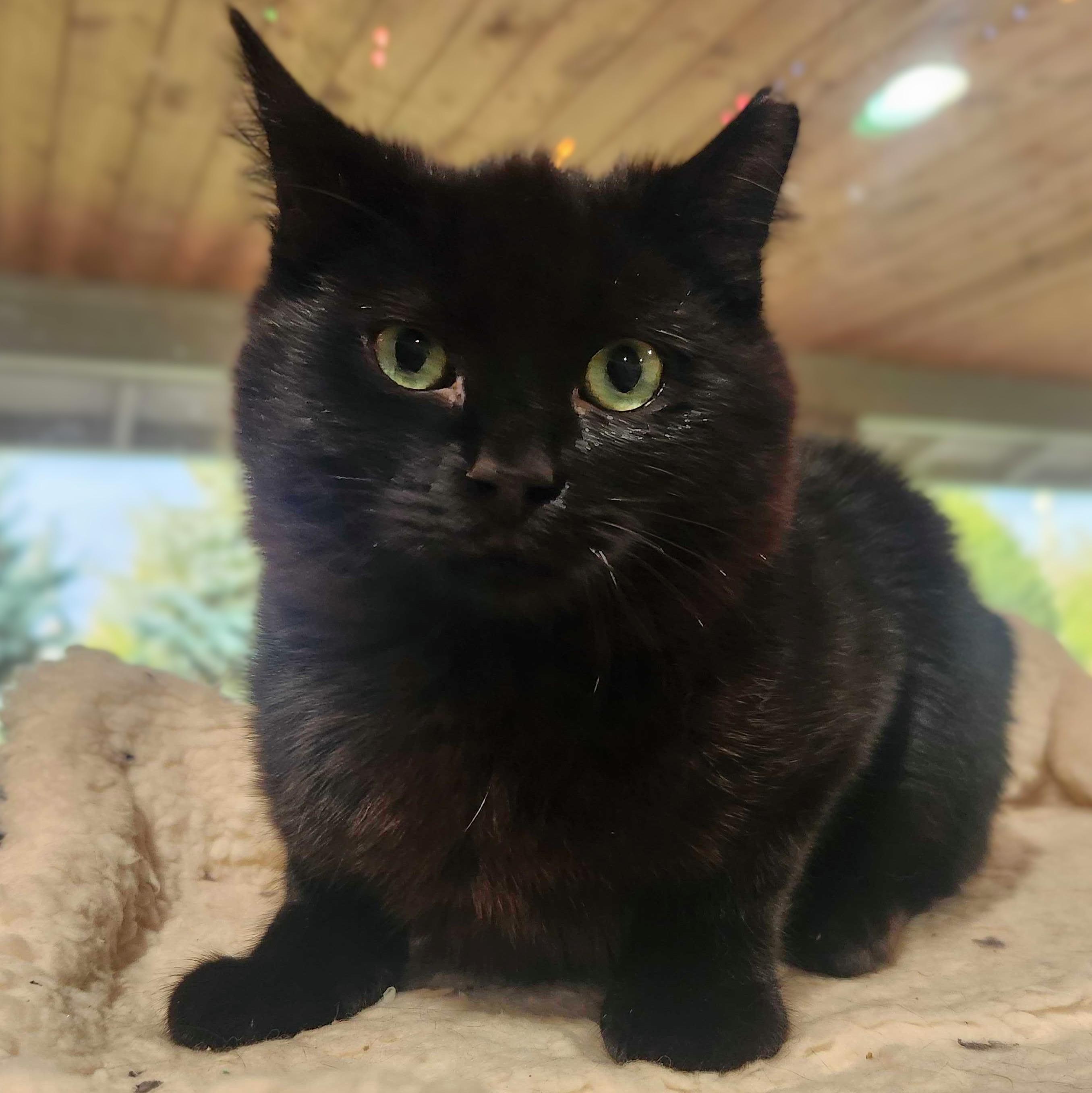 Enlarge Bluey bonded with June-Bug, a Adoptable Domestic Short Hair in Wilsonville, OR image 5/6