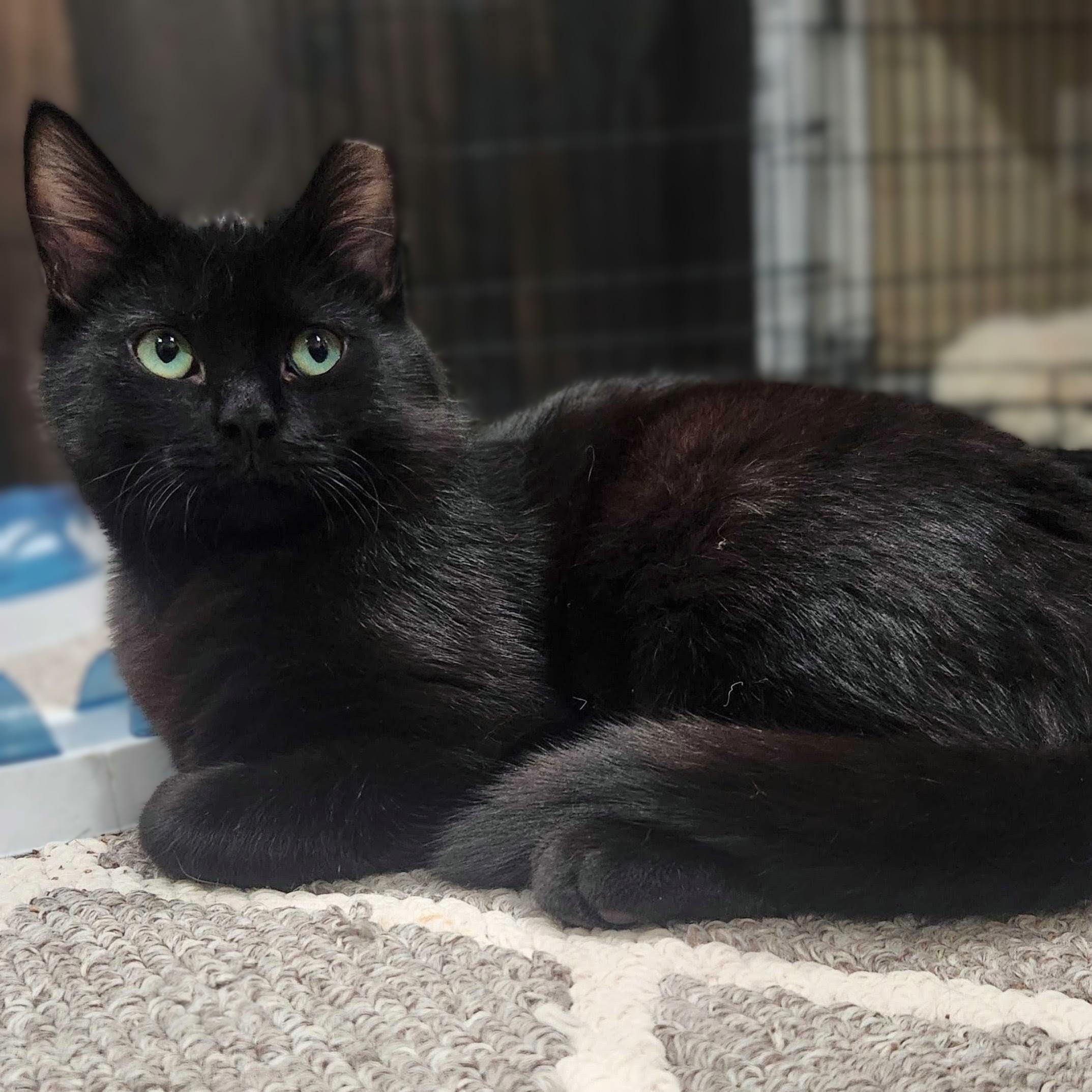 Enlarge Bluey bonded with June-Bug, a Adoptable Domestic Short Hair in Wilsonville, OR image 6/6