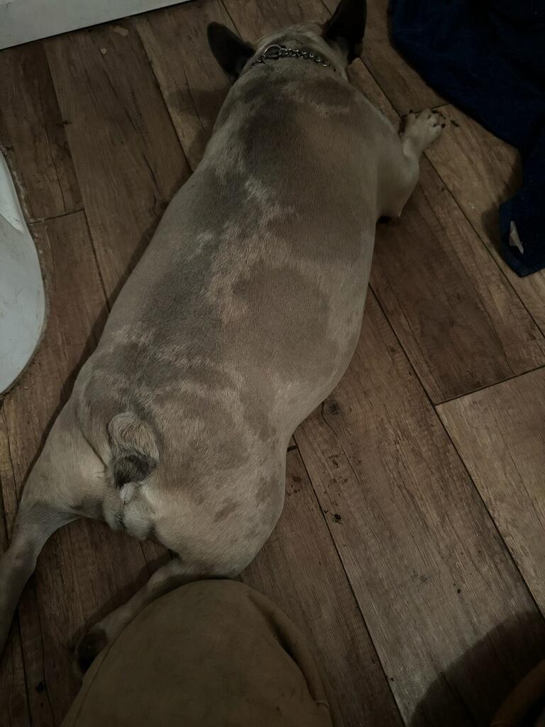 Enlarge Sarah aka Diamond, a Adoptable French Bulldog in Frazier Park, CA image 3/4