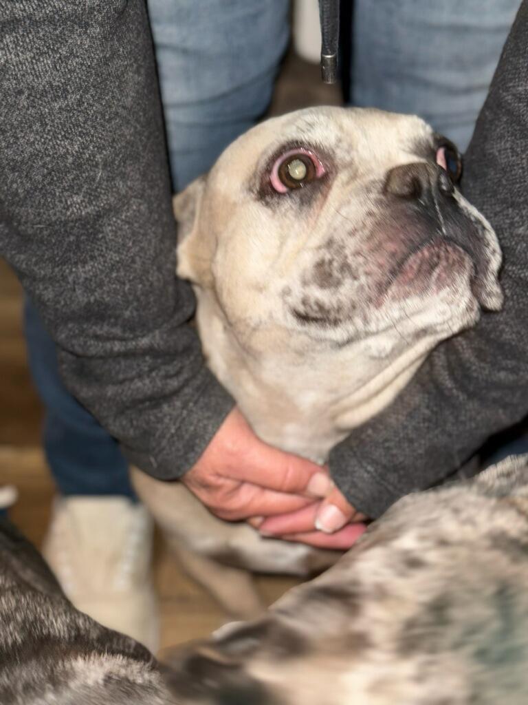 Enlarge Sarah aka Diamond, a Adoptable French Bulldog in Frazier Park, CA image 2/4
