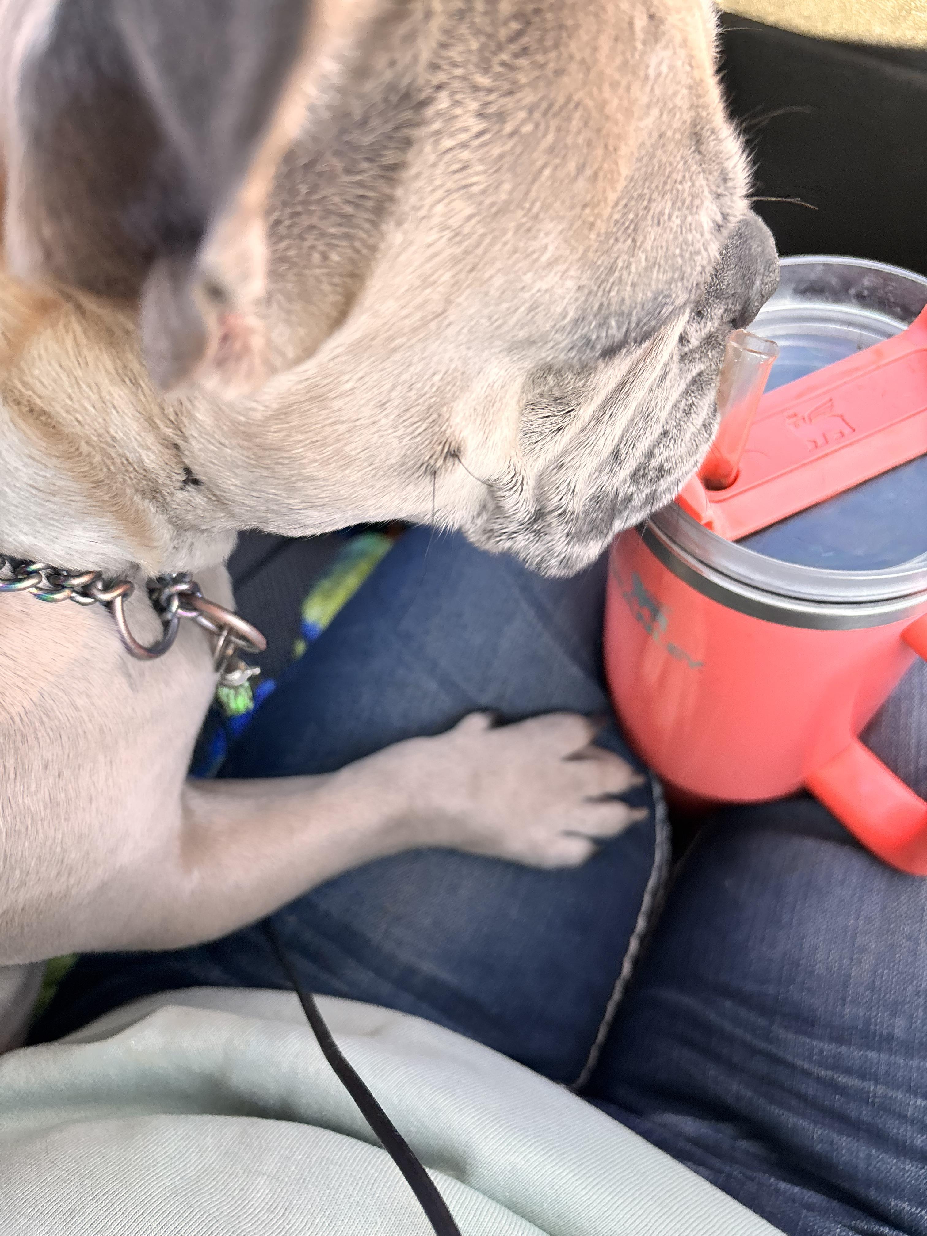 Enlarge Sarah aka Diamond, a Adoptable French Bulldog in Frazier Park, CA image 4/4