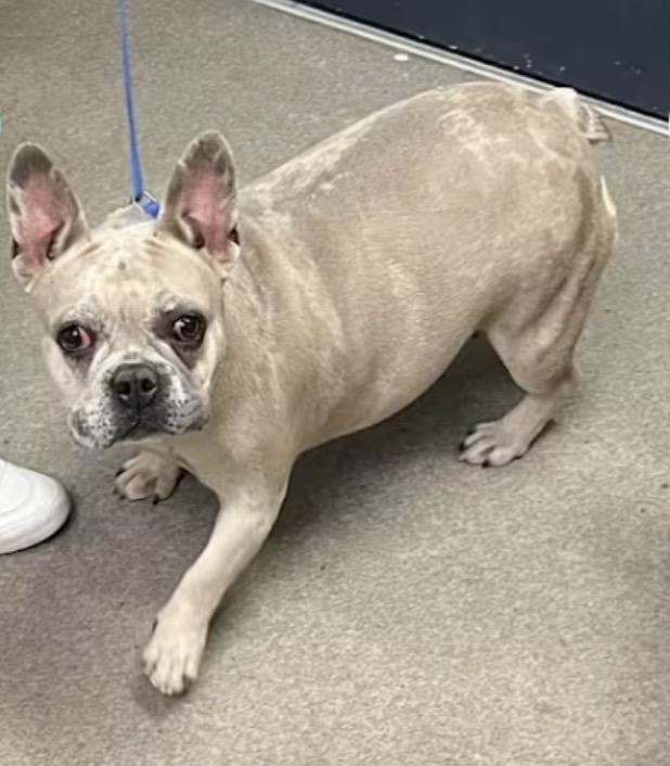 Enlarge Sarah aka Diamond, a Adoptable French Bulldog in Frazier Park, CA image 1/4