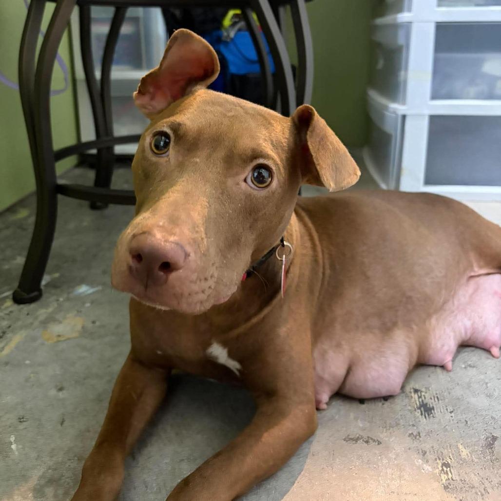 Enlarge Harper (Cocoa), a Adoptable Mixed Breed in Seminole, FL image 1/4