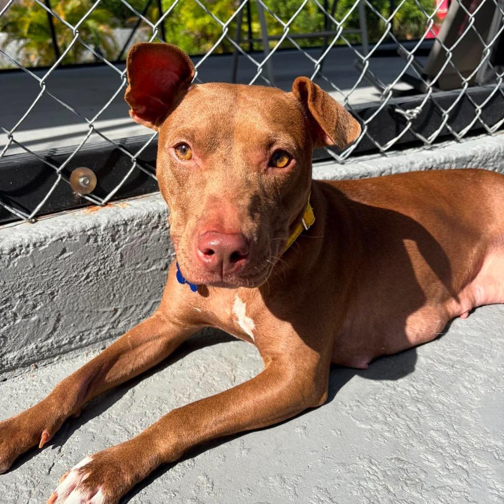 Enlarge Harper (Cocoa), a Adoptable Mixed Breed in Seminole, FL image 1/6