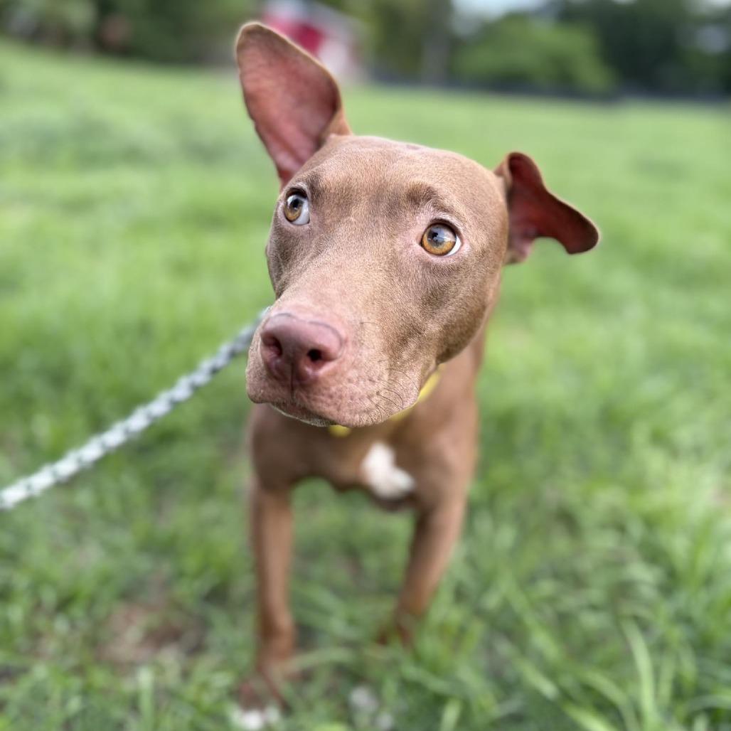 Enlarge Harper (Cocoa), a Adoptable Mixed Breed in Seminole, FL image 2/4