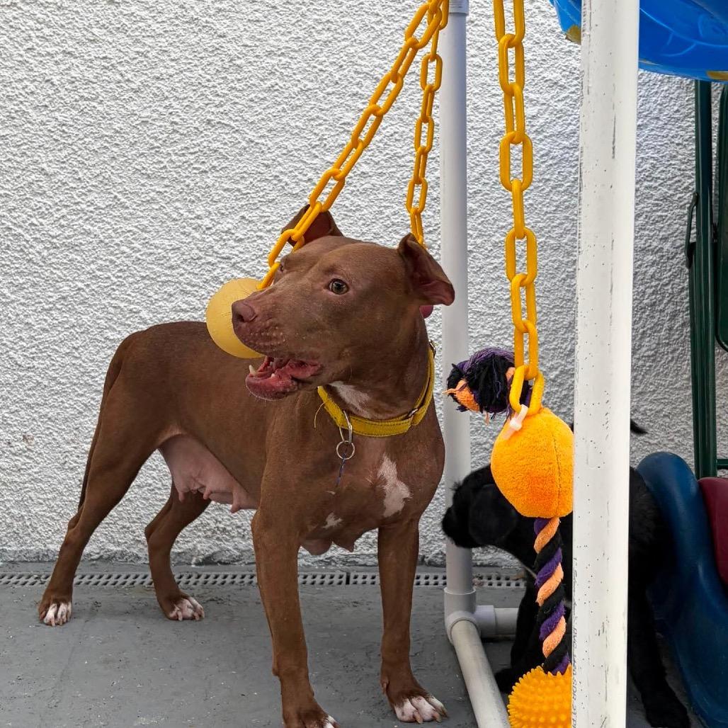 Enlarge Harper (Cocoa), a Adoptable Mixed Breed in Seminole, FL image 2/6