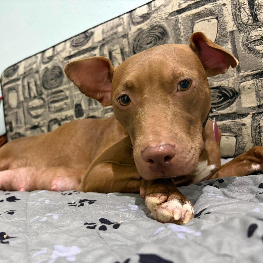 Enlarge Harper (Cocoa), a Adoptable Mixed Breed in Seminole, FL image 3/4