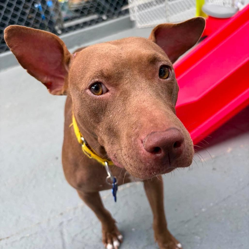 Enlarge Harper (Cocoa), a Adoptable Mixed Breed in Seminole, FL image 3/6