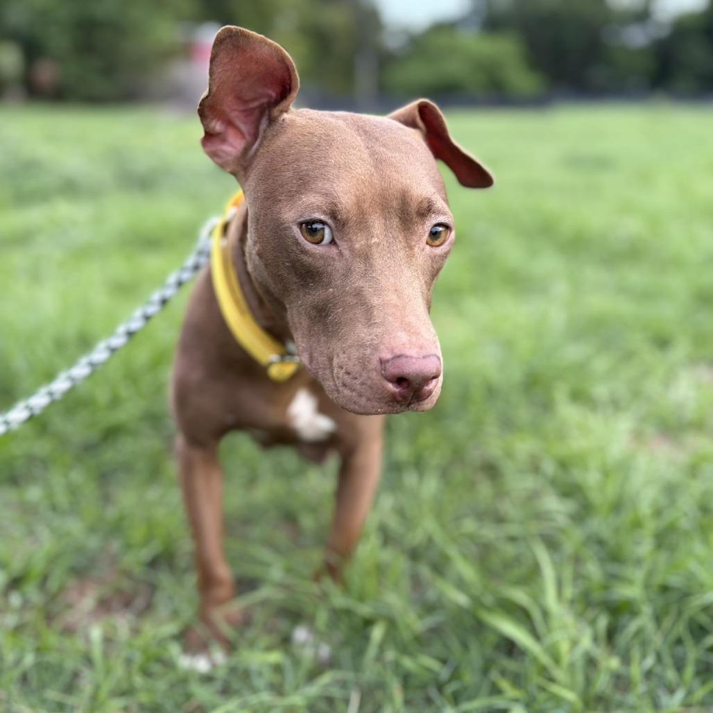 Enlarge Harper (Cocoa), a Adoptable Mixed Breed in Seminole, FL image 4/4