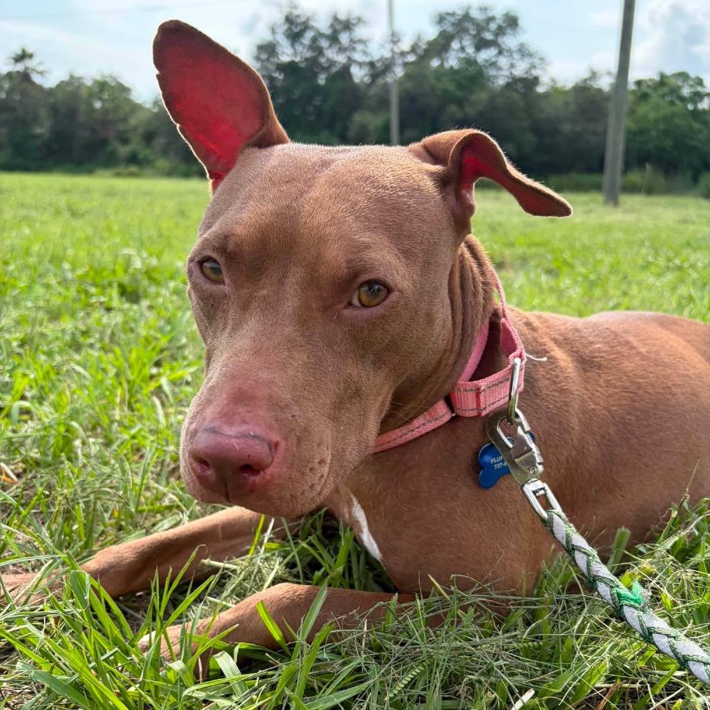 Enlarge Harper (Cocoa), a Adoptable Mixed Breed in Seminole, FL image 5/6