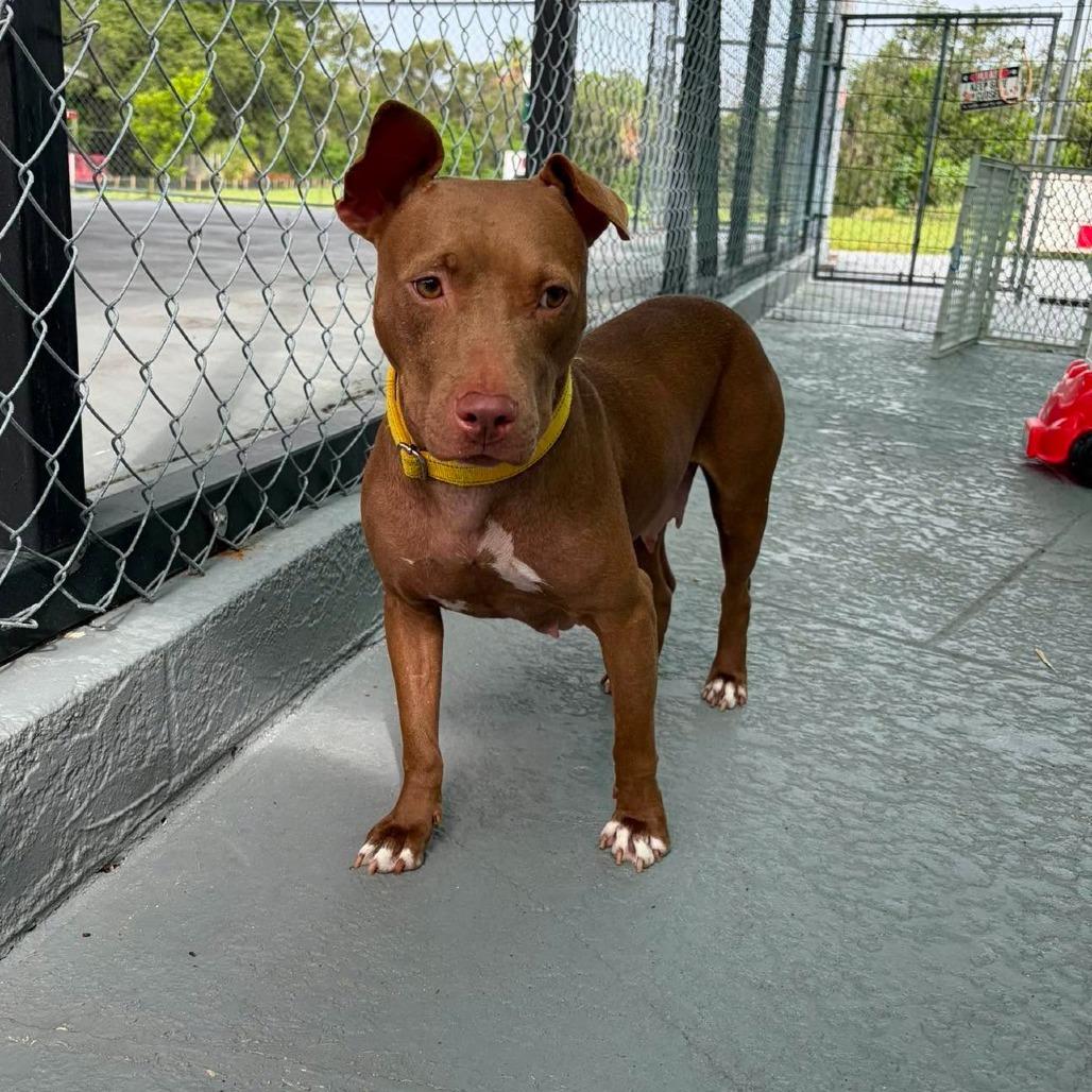 Enlarge Harper (Cocoa), a Adoptable Mixed Breed in Seminole, FL image 6/6