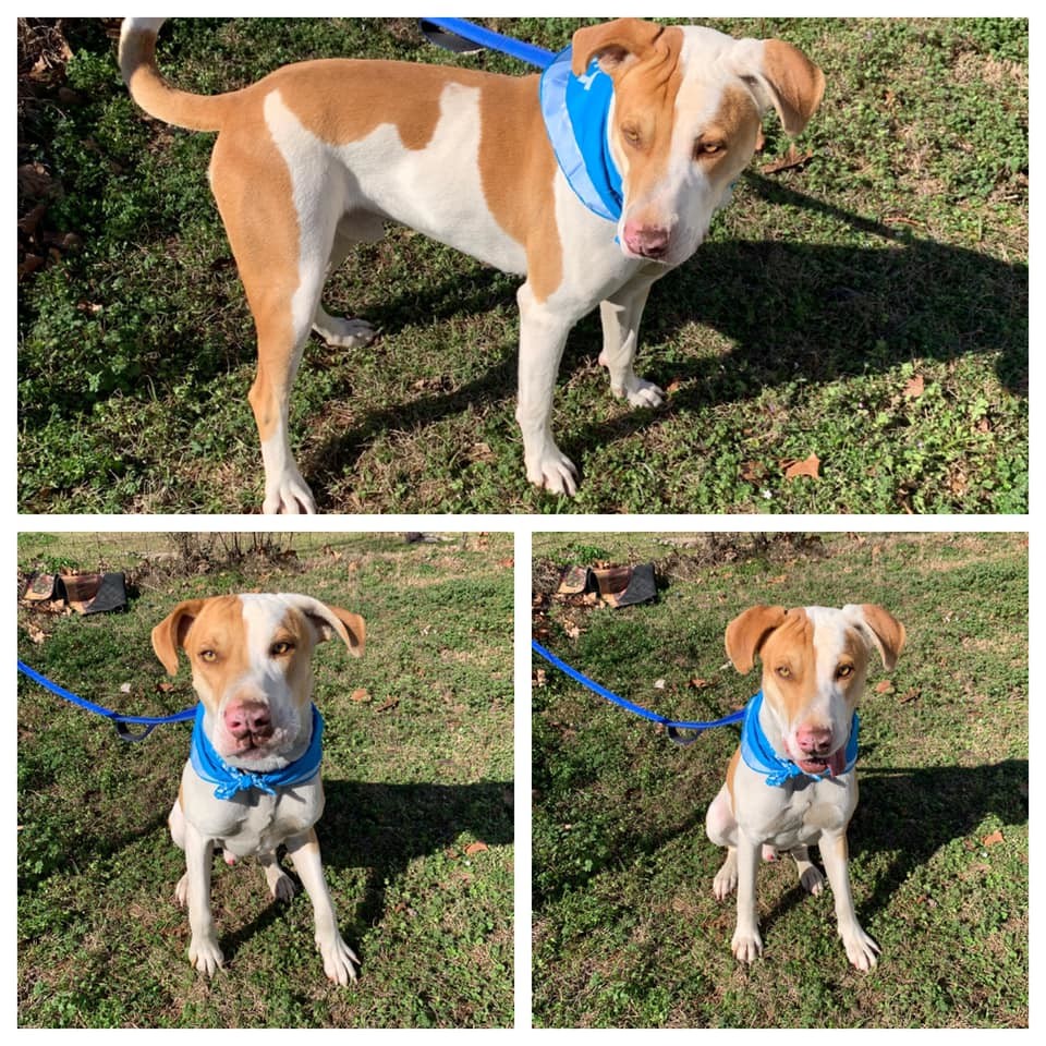 Armando, Adoptable, Adult Male Catahoula Leopard Dog & Cattle Dog.