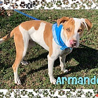 Armando, a Adoptable mixed breed in Ashdown, AR image 2/6