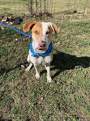 Armando, a Adoptable mixed breed in Ashdown, AR image 3/6