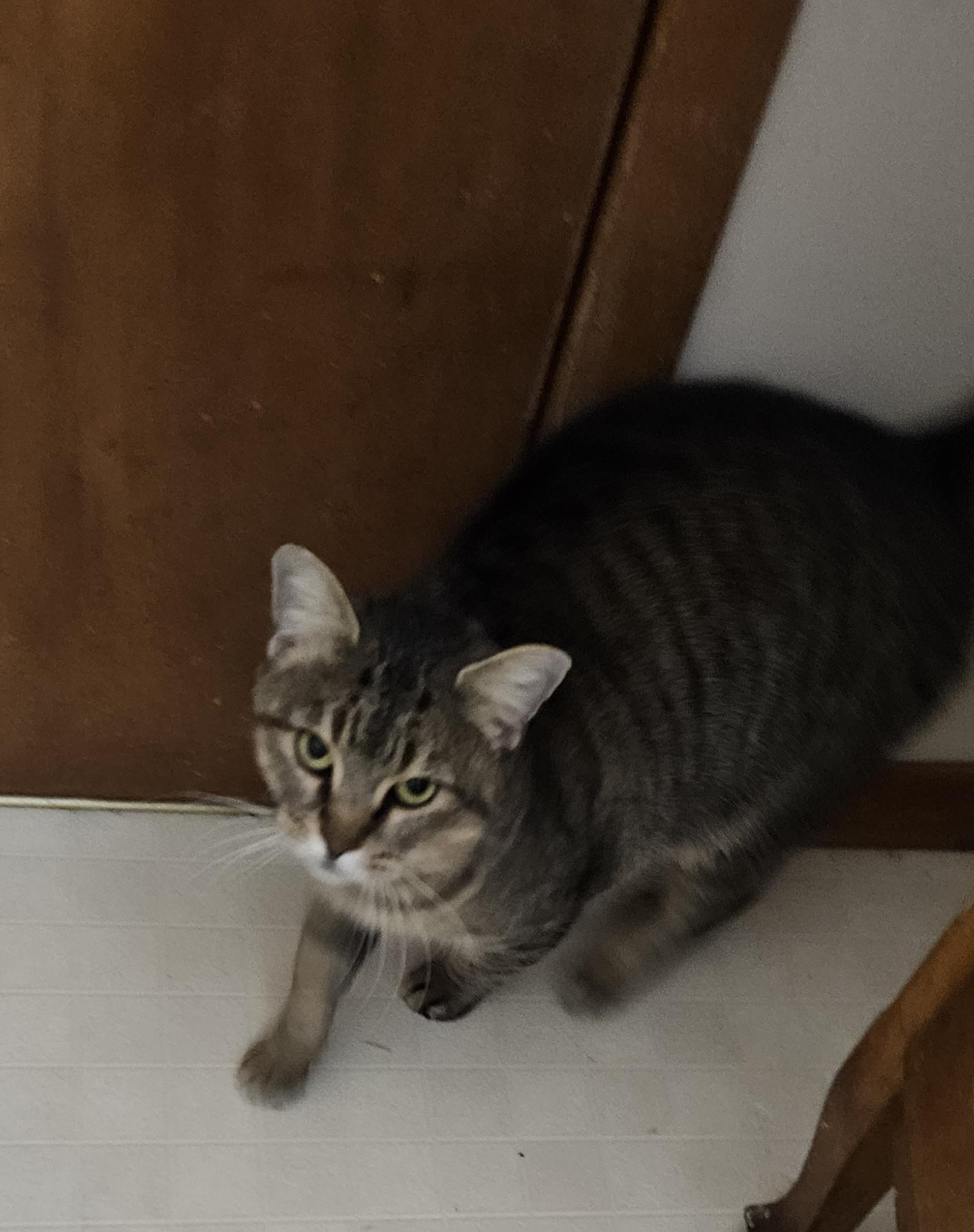 Ivy, Adult Female unknown