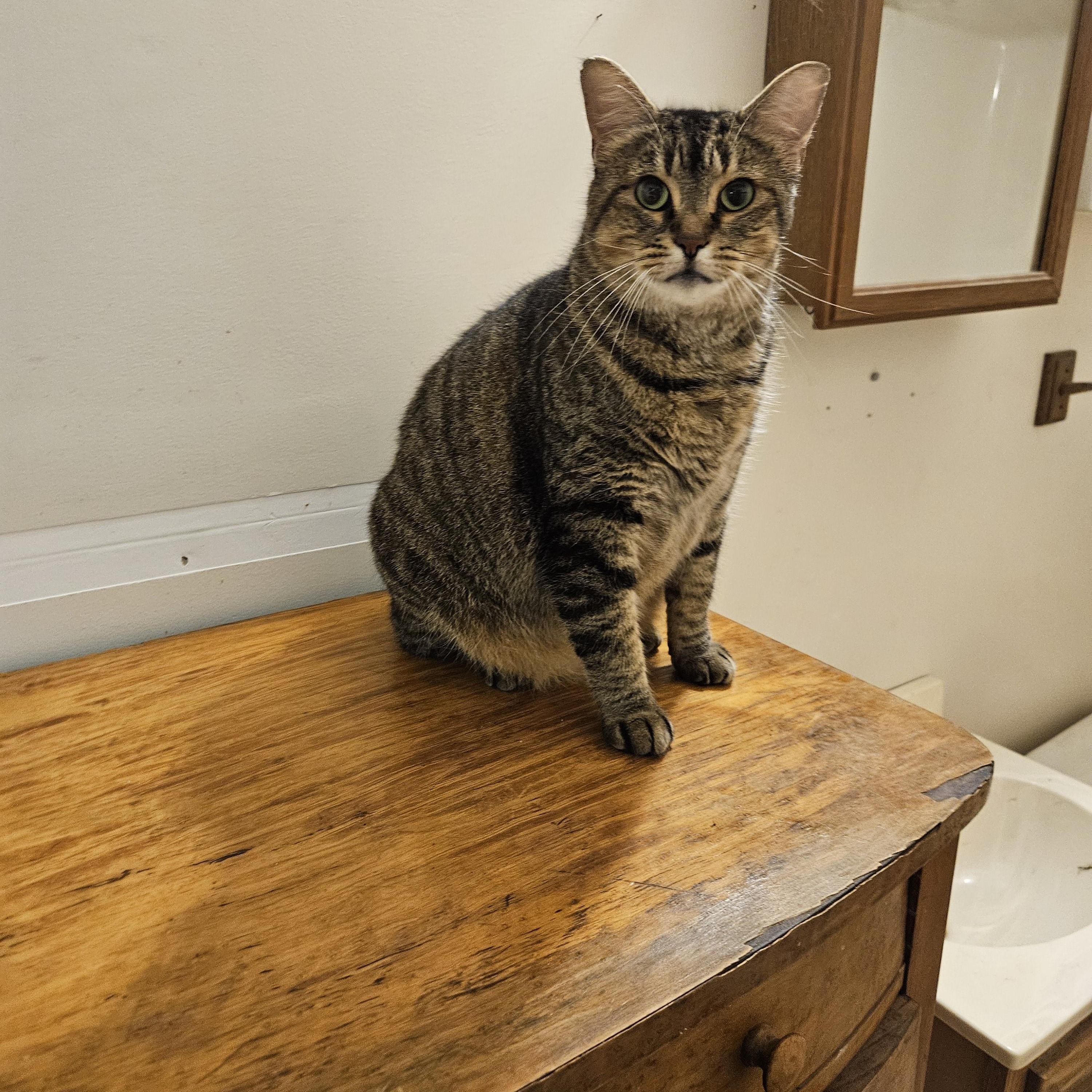 Enlarge Ivy, a Adopted mixed breed in Monroe, TN image 2/2