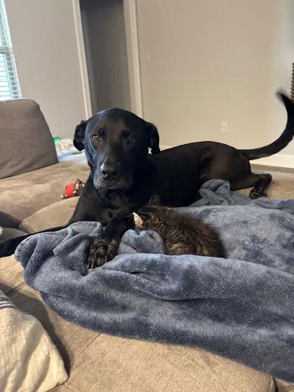 Brodie/Limey - (151230) (In a Foster Home)