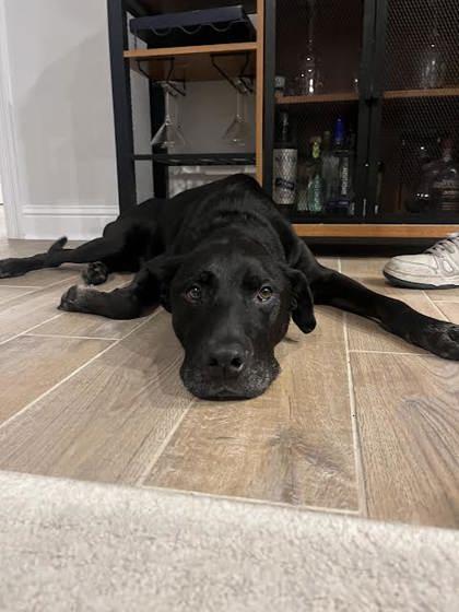 Brodie/Limey - (151230) (In a Foster Home)