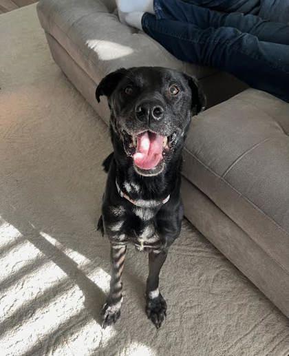 Brodie/Limey - (151230) (In a Foster Home)