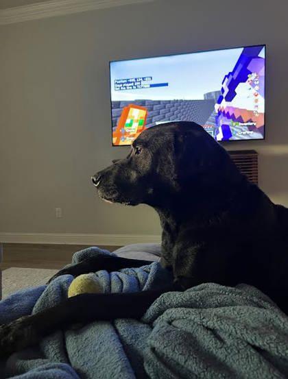 Brodie/Limey - (151230) (In a Foster Home)