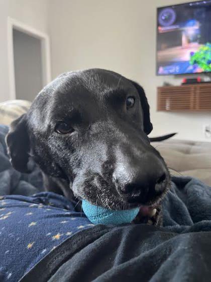 Brodie/Limey - (151230) (In a Foster Home)