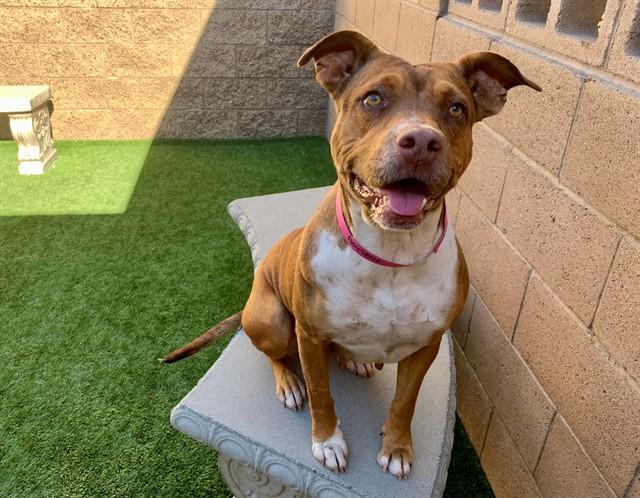 ALMOND JOY, Adoptable, Adult Female Pit Bull Terrier & Mixed Breed.