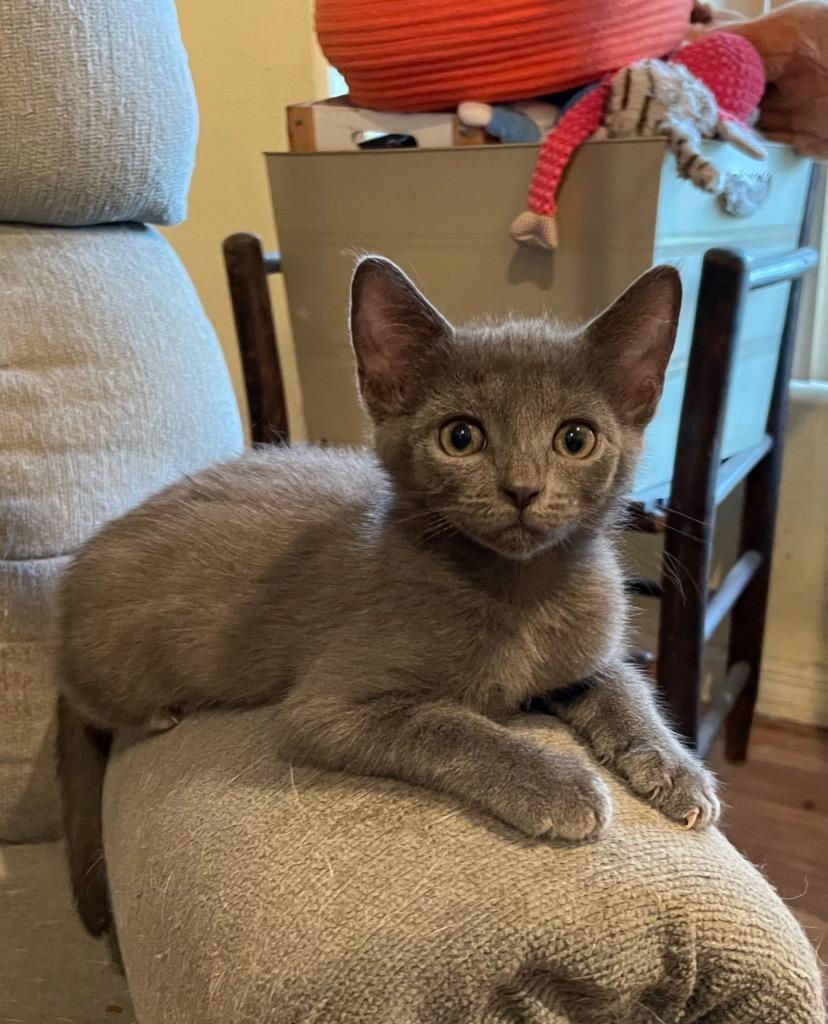 Moon Pie, a Adoptable Domestic Short Hair in Orlando, FL image 1/3