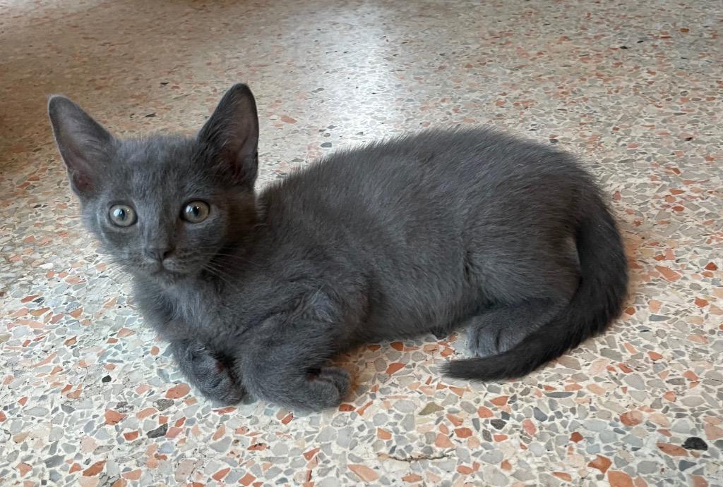 Moon Pie, a Adoptable Domestic Short Hair in Orlando, FL image 2/3