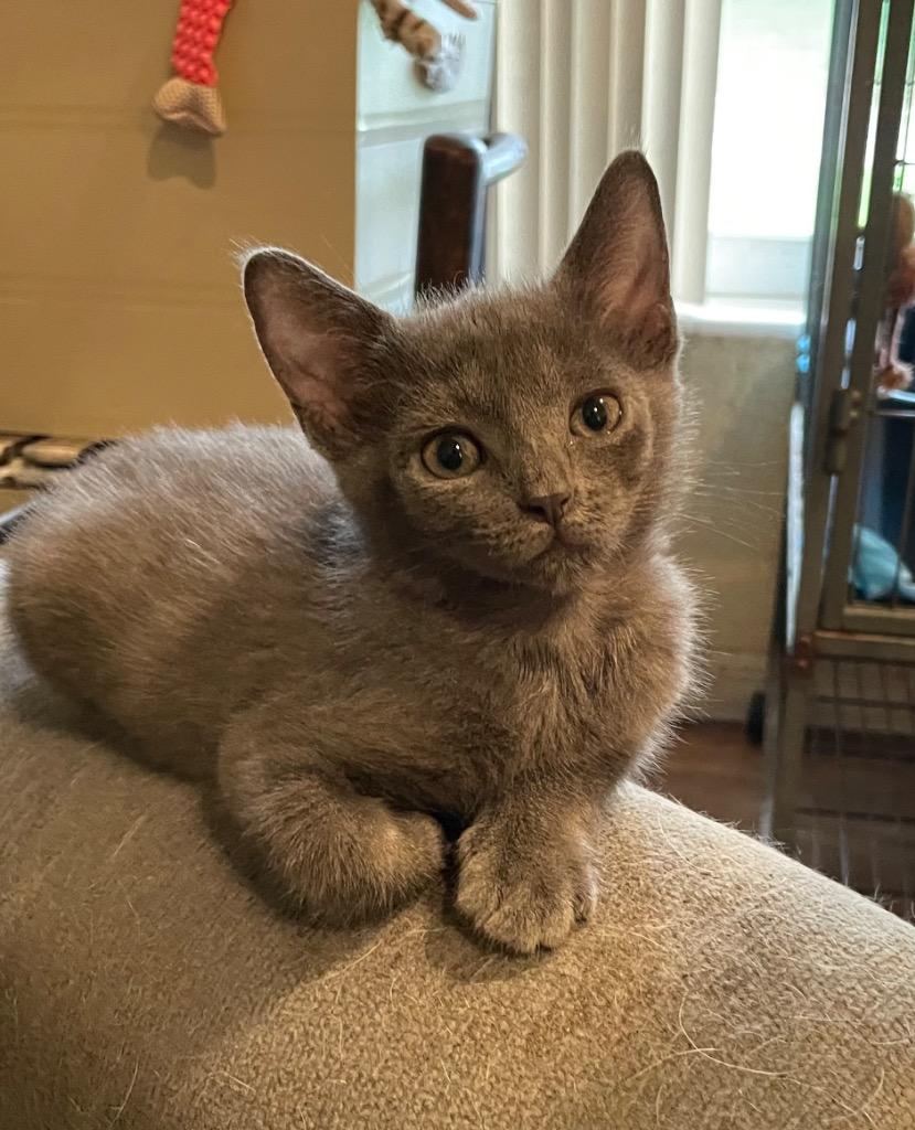 Moon Pie, a Adoptable Domestic Short Hair in Orlando, FL image 3/3