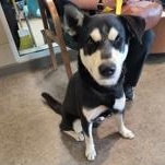 Mr. Sinister 60664609, ADOPTABLE, Adult Male Husky.