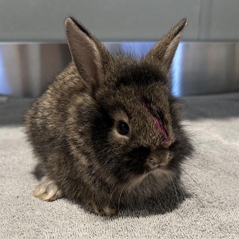 Poseidon - Chino Hills Location, Adoptable, Baby Male American.