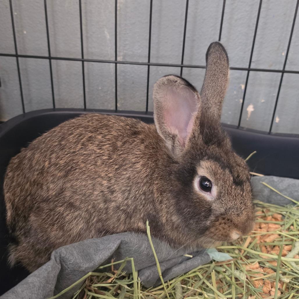 Enlarge Poseidon - Chino Hills Location, a Adoptable American in Chino Hills, CA image 2/3