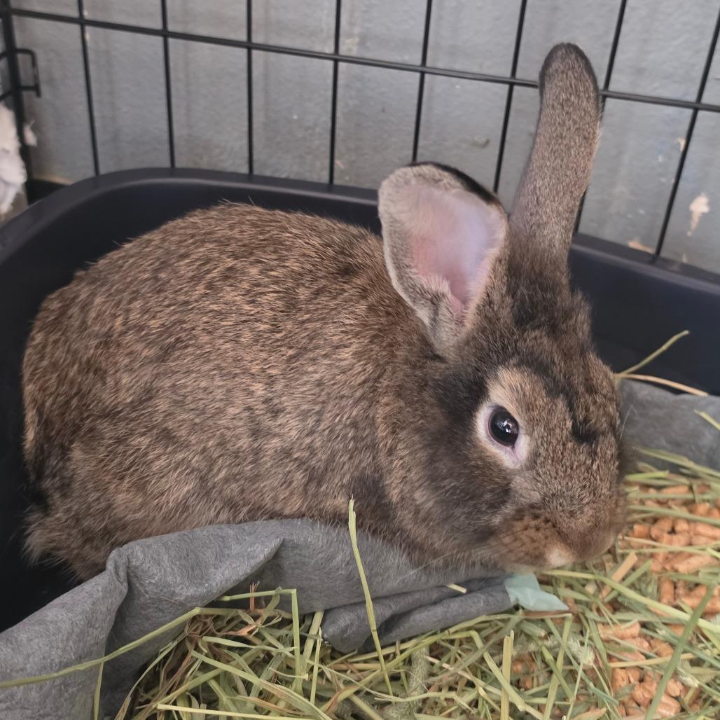 Enlarge Poseidon - Chino Hills Location, a Adoptable American in Chino Hills, CA image 3/3
