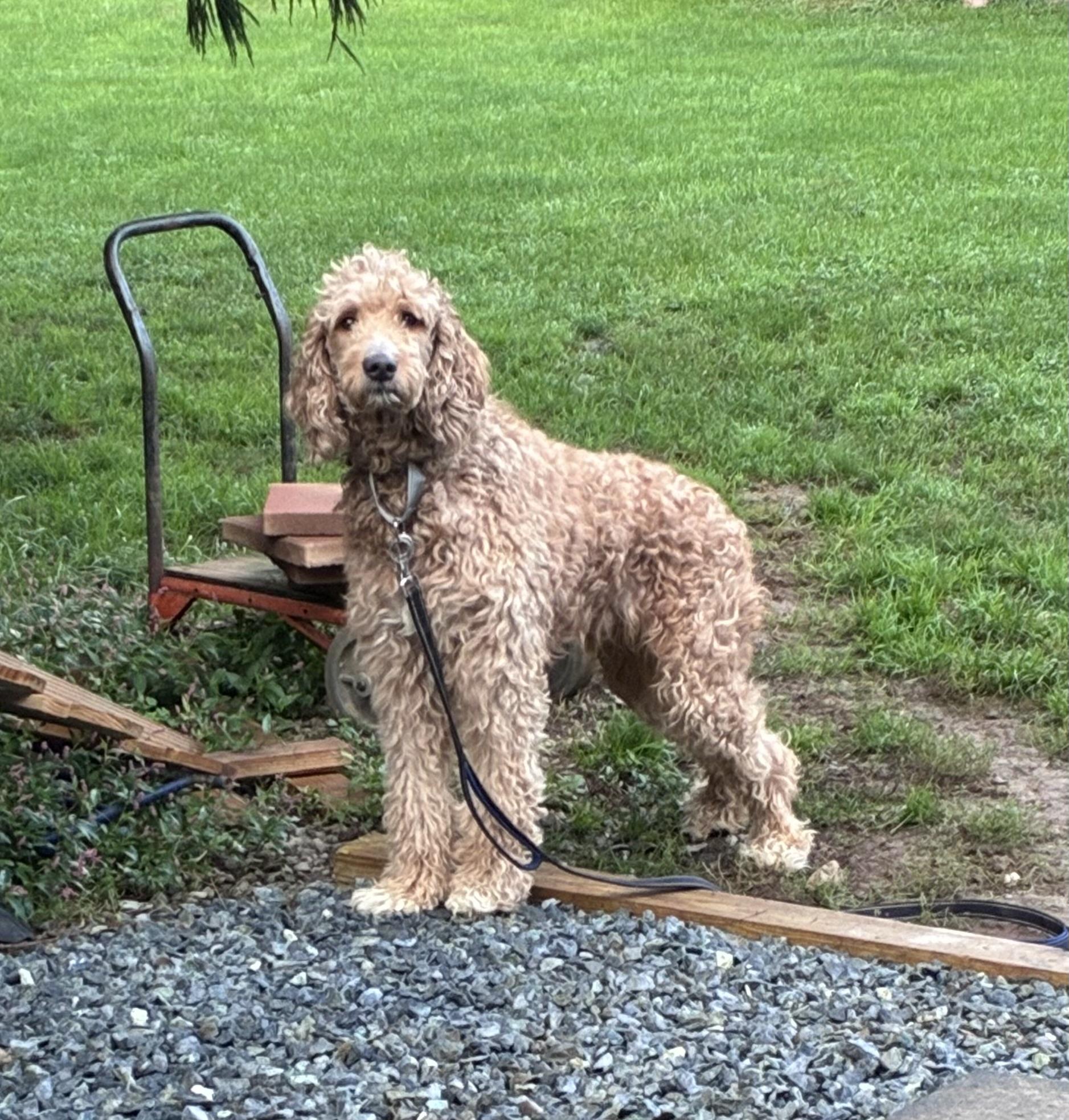 Enlarge Ziggy, a Adopted Labradoodle in Lincoln University, PA image 1/3