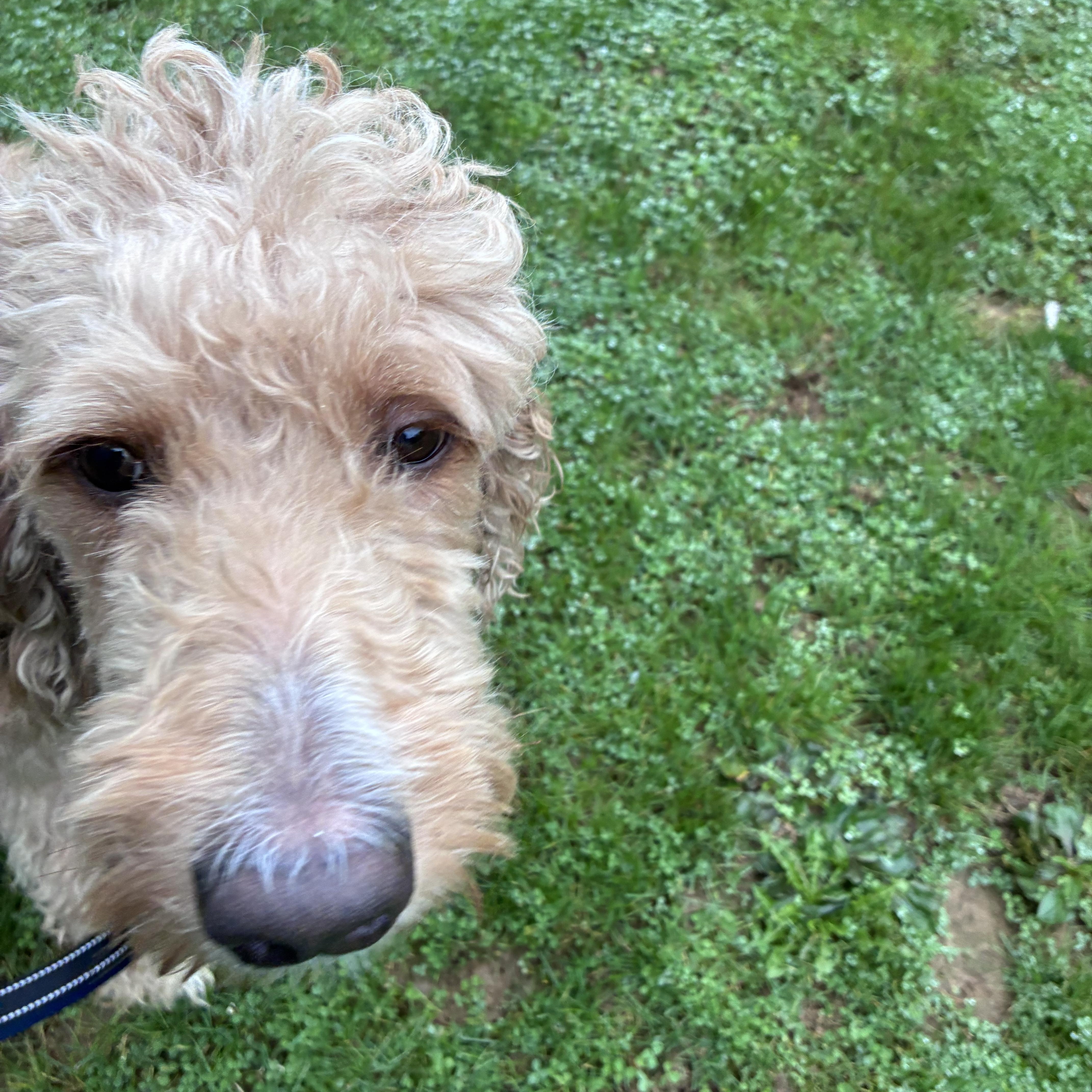 Enlarge Ziggy, a Adopted Labradoodle in Lincoln University, PA image 3/3