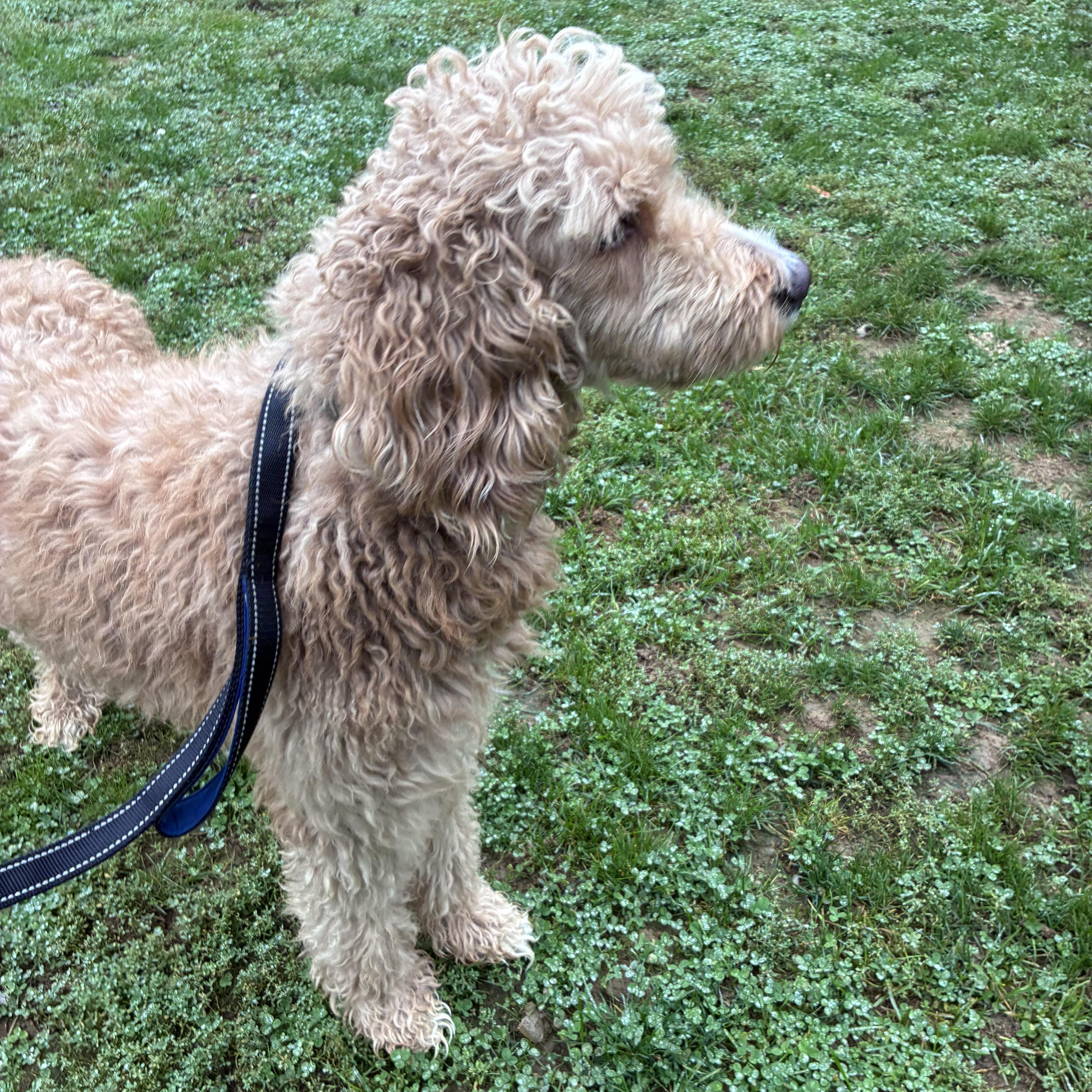 Enlarge Ziggy, a Adopted Labradoodle in Lincoln University, PA image 2/3