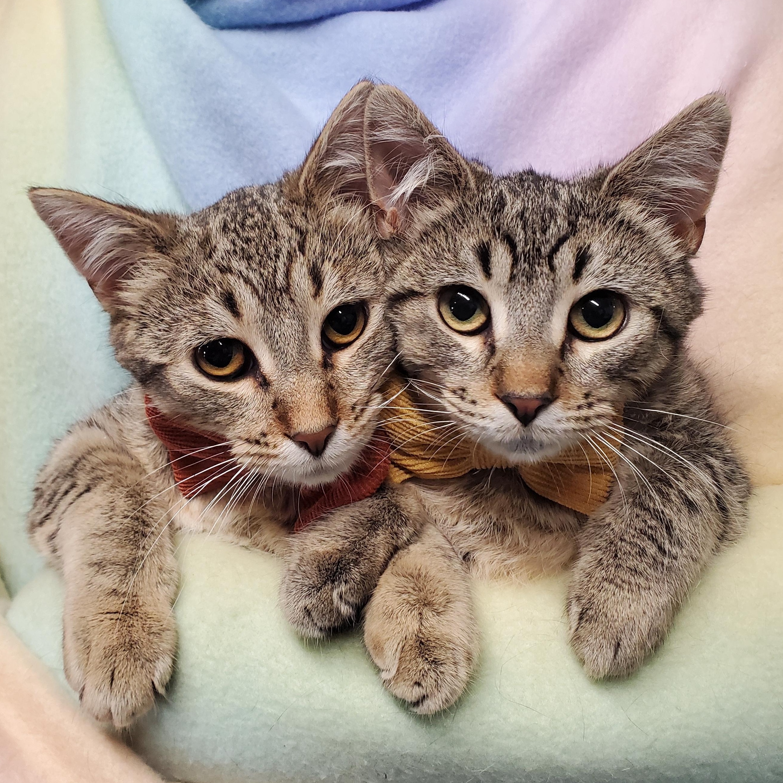 Doc & Lightning McQueen, Baby Male Domestic Short Hair