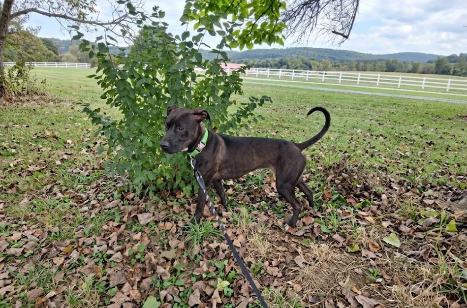 Piper, Adoptable, Young Female Labrador Retriever.