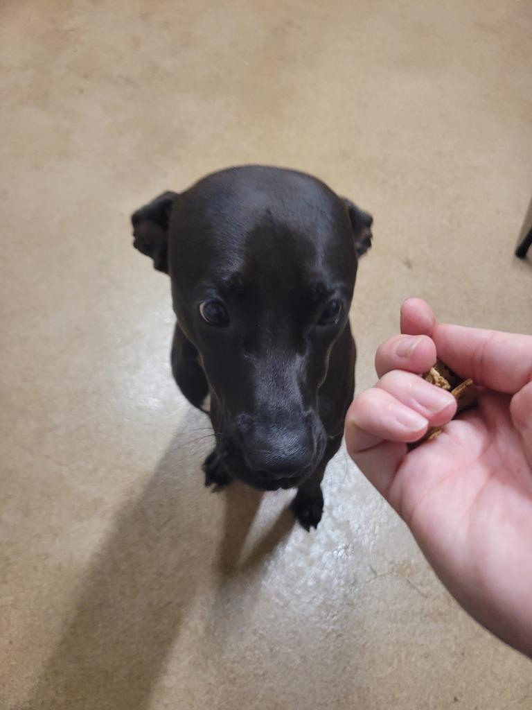 Enlarge Piper, a Adoptable mixed breed in Waverly, NY image 2/2