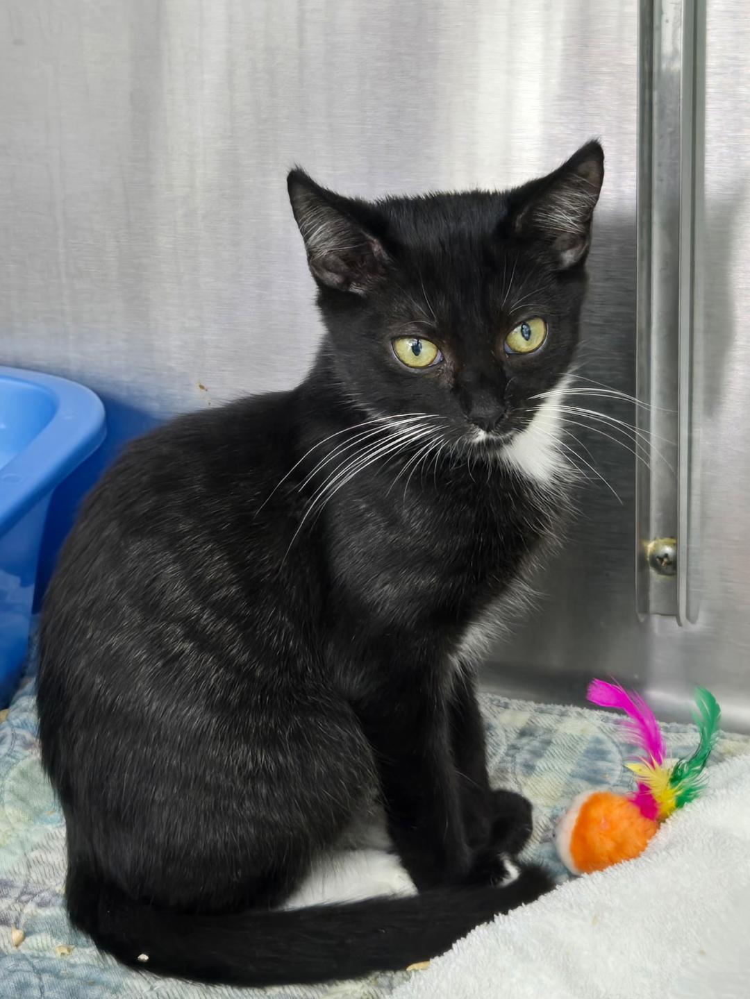 Navarro, ADOPTABLE, Kitten Male Domestic Short Hair.