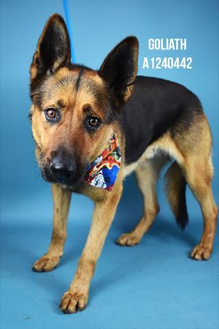 Goliath -- URGENT!, adoptable, Adult Male German Shepherd Dog.