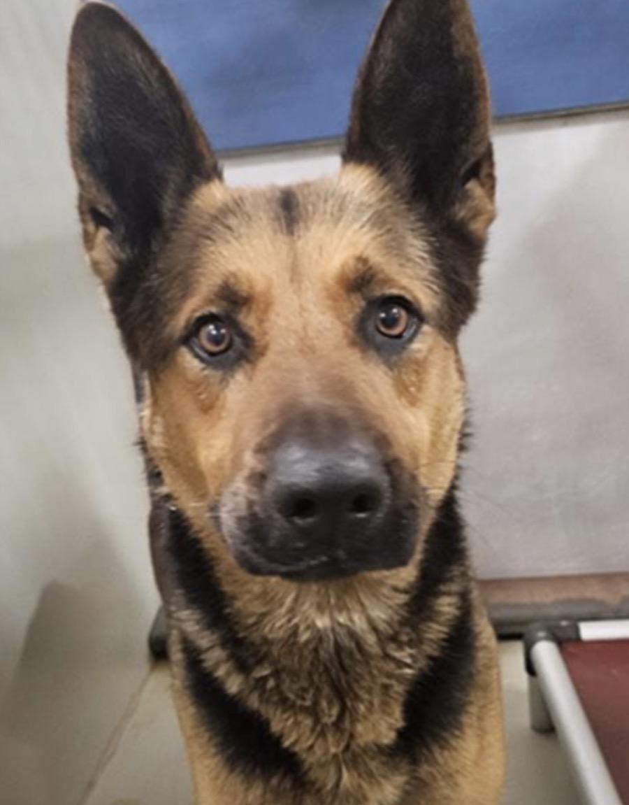 Enlarge Goliath -- URGENT!, an adoptable German Shepherd Dog in Thousand Oaks, CA image 2/2