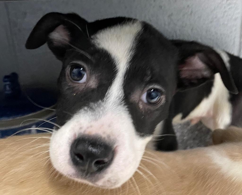 Enlarge Pineapple, a Adoptable Mixed Breed in Henderson, NC image 1/1